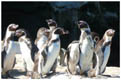 Humboldtpinguine auf der Isla Choros