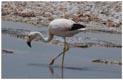 Andenflamingo im Salar de Atacama, Phoenicopterus andinus