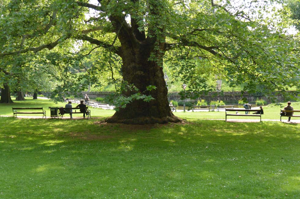 Stadtpark, Baum