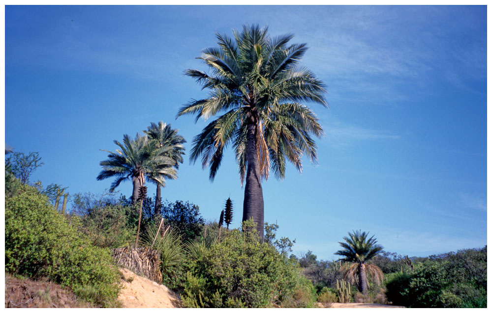 Palma chilena, chilenische Honigpalme