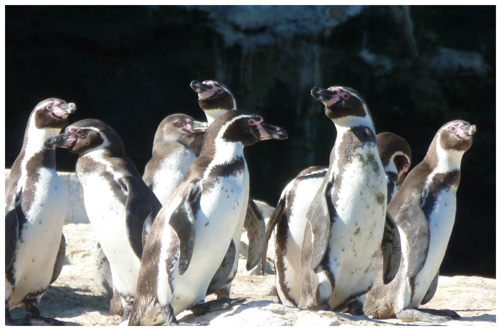 Humboldtpinguine