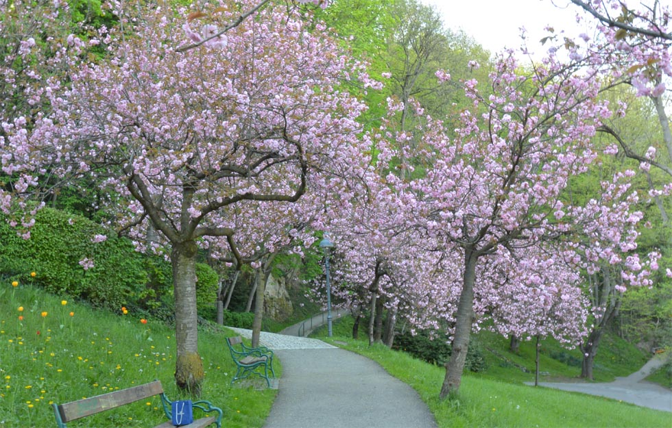 Schlossberg Graz, Hainbuchen