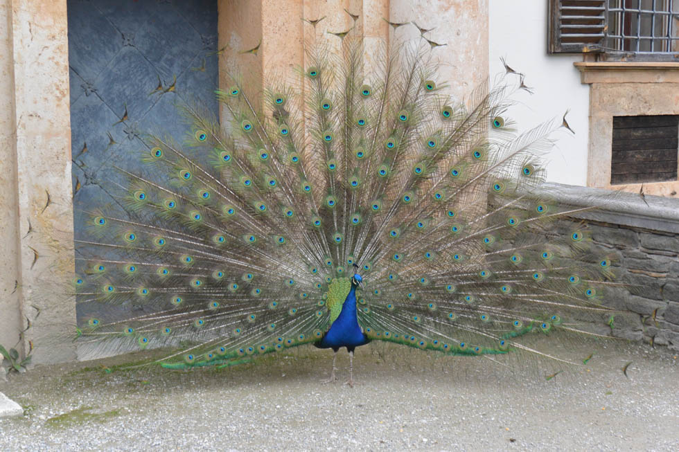 Schloss Eggenberg, Pfau