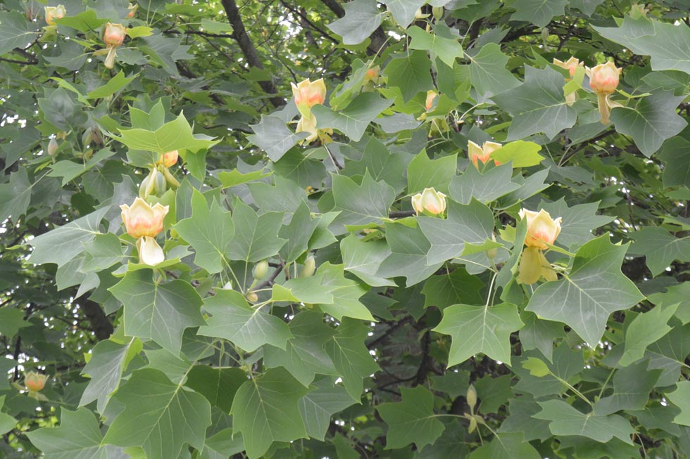 Amerikanischer Tulpenbaum