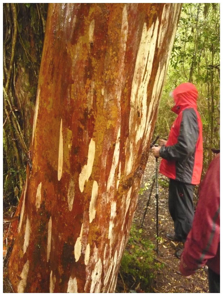 Arrayán - Luma apiculata - im Nationalpark Alerce Andino