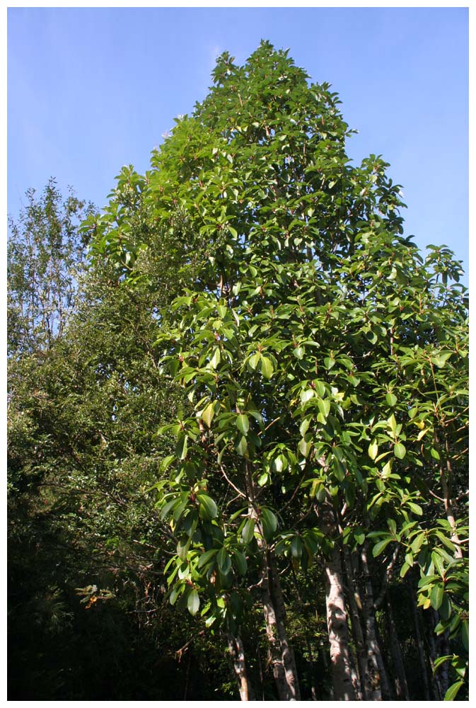 Canelobaum, Drimys winteri - Aufnahmeort: Parque Nacional Alerce Andino, X. Region, Chile, 5.März 2009