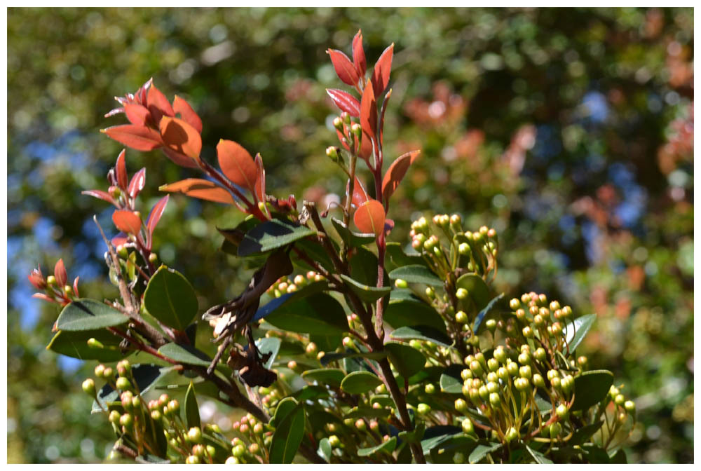 Arrayán - Luma apiculata - Knospen, Aufnahmeort: Nähe Puerto Varas, 10. Region, Chile, 25. September. 2012
