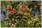 Arrayán, Luma apiculata, Knospen, Blüten