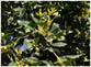 Arrayán, Luma apiculata, Blätter