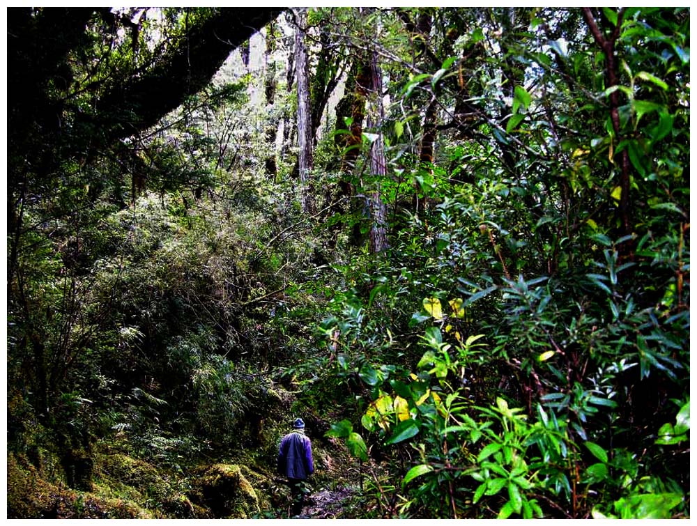 Trekking im Nationalpark Alerce Andino