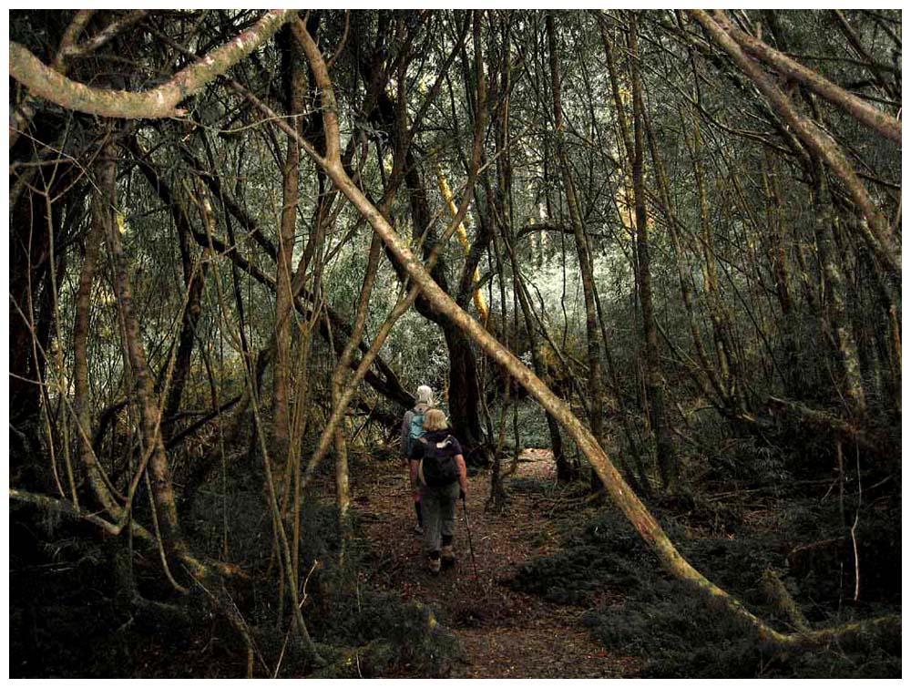 Trekking im Parque Nacional Alerce Andino