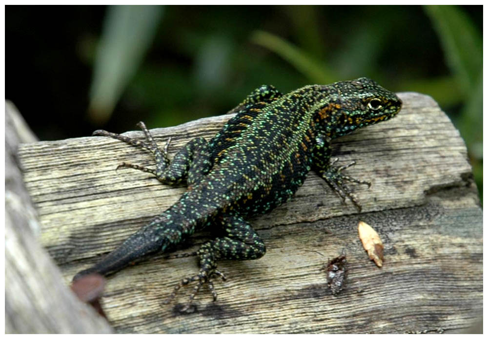 Eidechse (Liolaemus pictus) im Nationalpark Alerce Andino