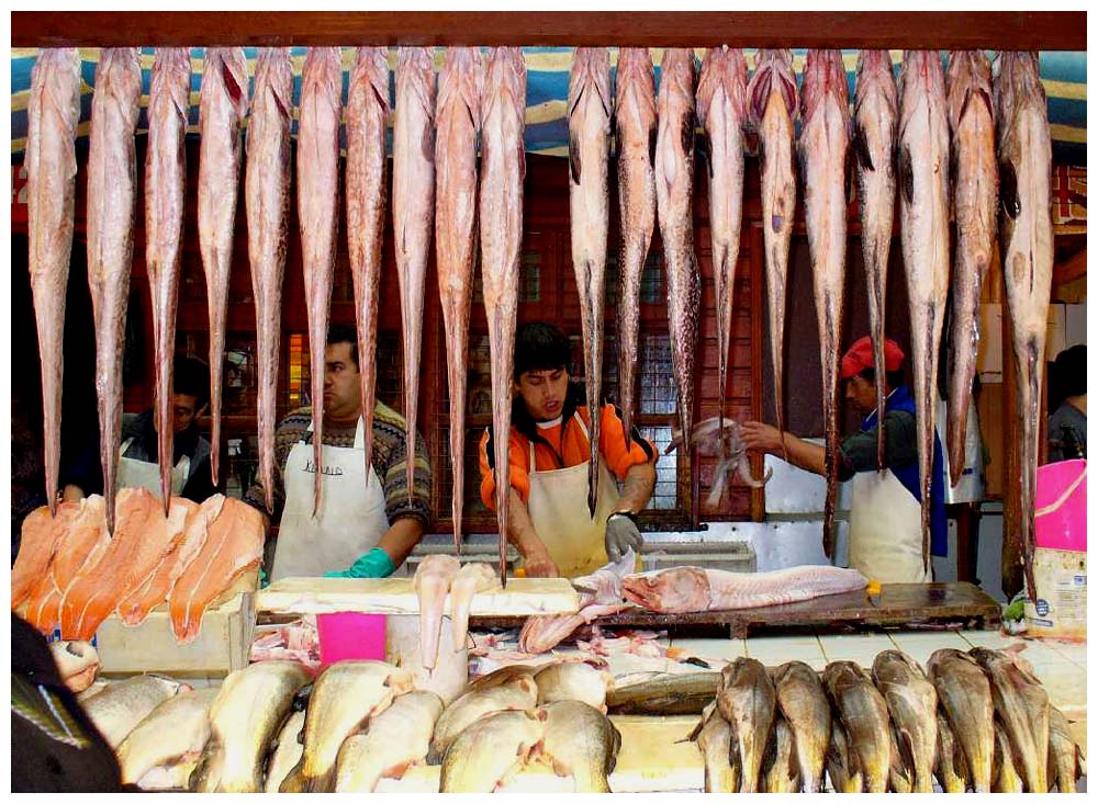 Fischmarkt in Puerto Montt Angelm