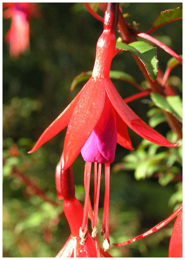 Fuchsie, Fuchsia magellanica, Chilco, Chilca