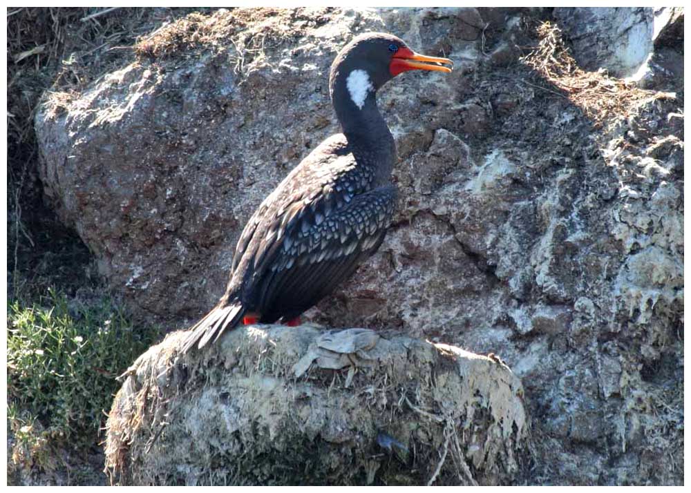 Cormorn Lile, Rotfukormoran, Phalacrocorax gaimardi