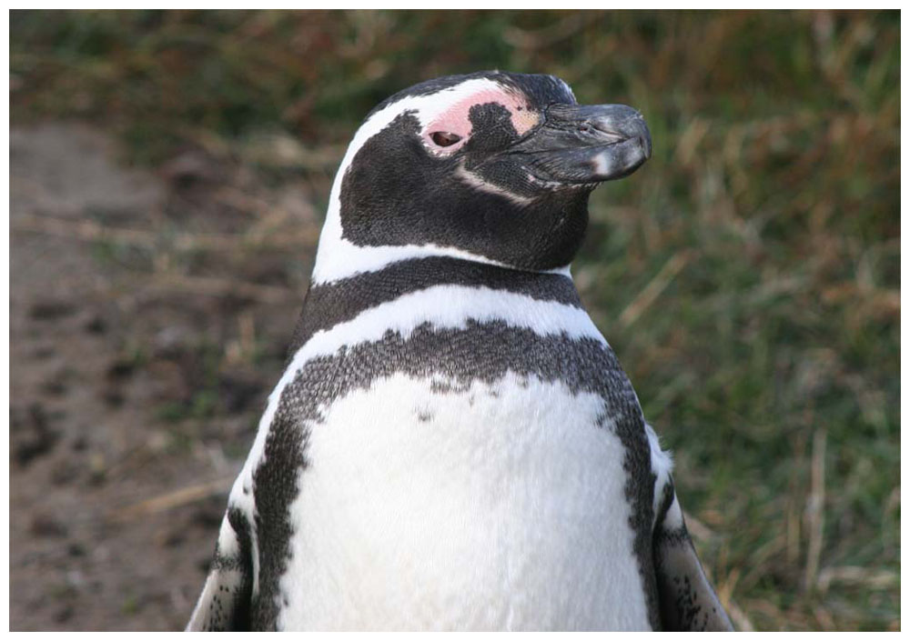 Magellanpinguin, Spheniscus magellanicus