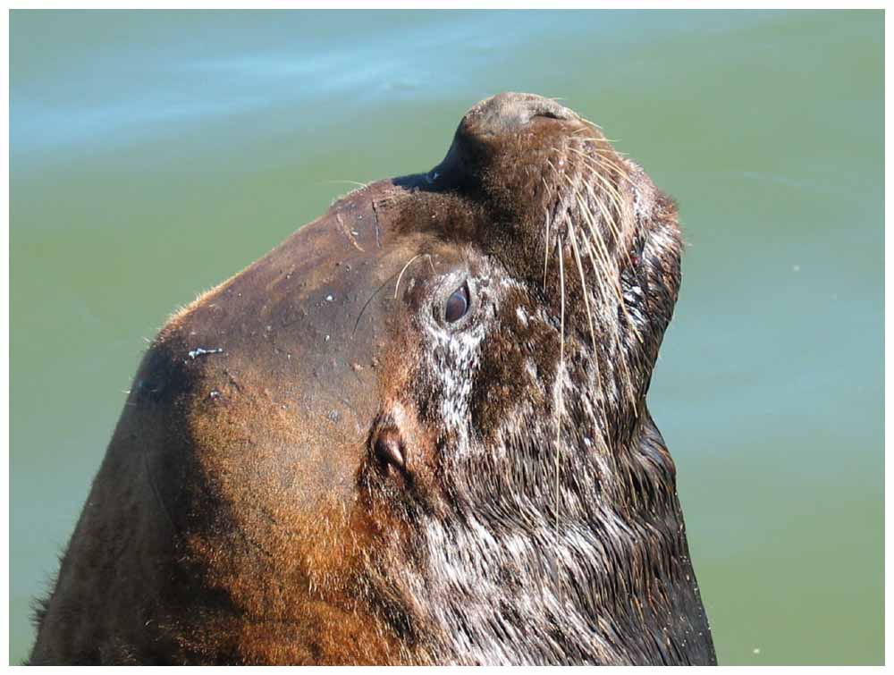 Seehund am Flussmarkt in Valdivia