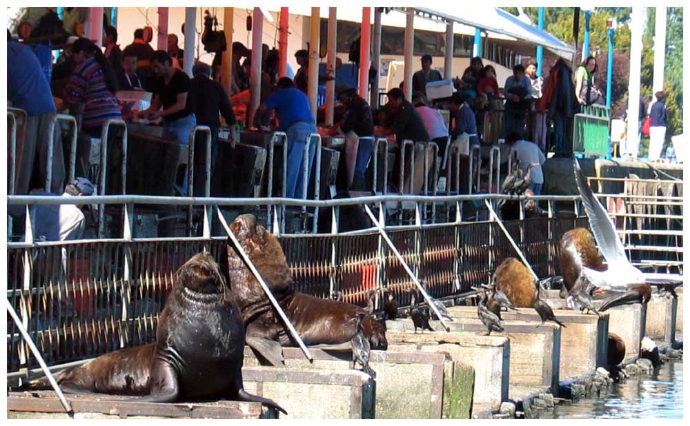 Mercado Fluvial, Flussmarkt am Ro Valdivia