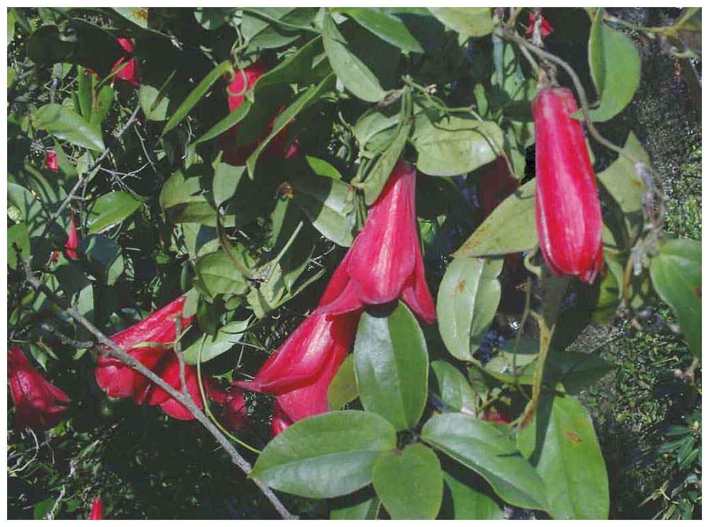 Copihue, Lapageria rosea, chilenische Wachsglockenblume