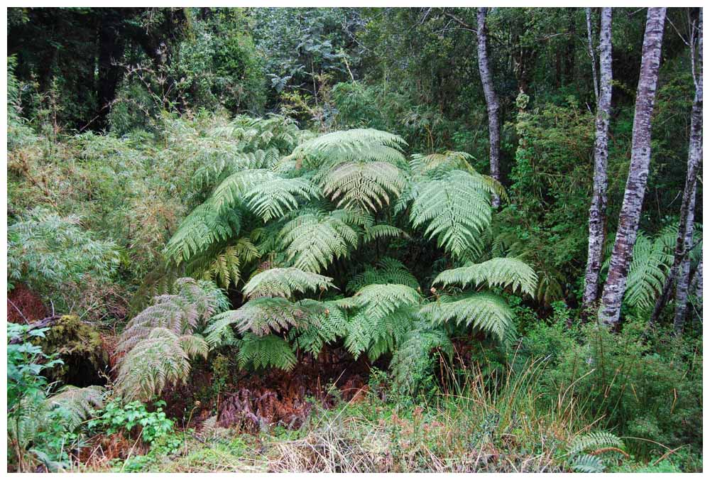 Alerce Andino Nationalpark