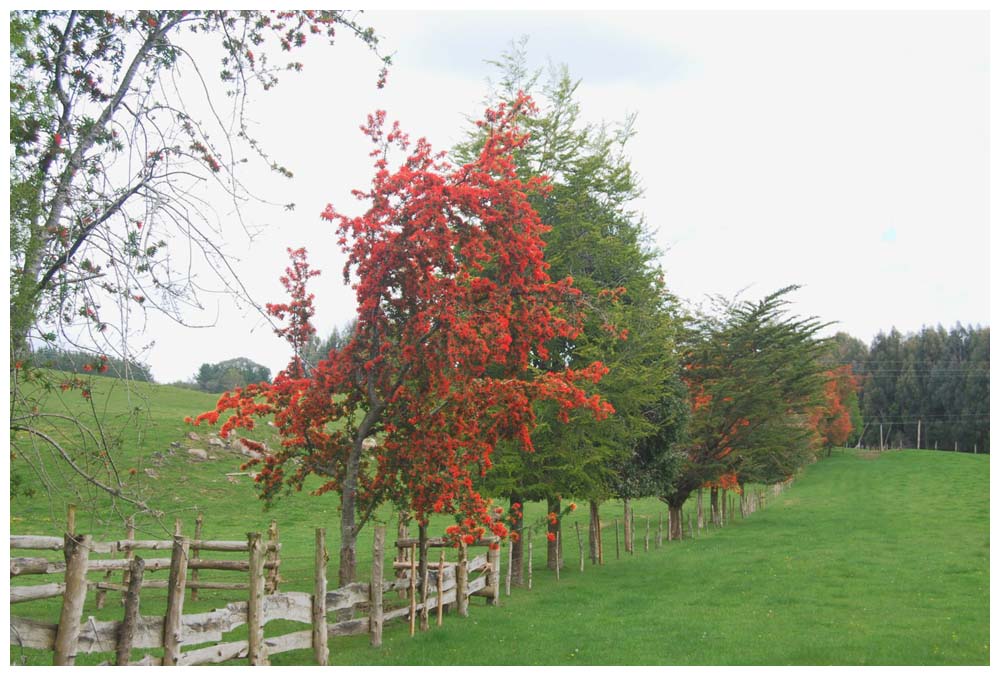 Embothrium coccineum, Notro