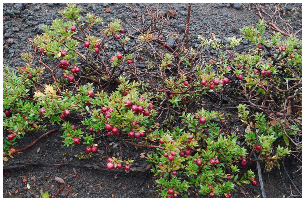 Gaultheria pumila, Chaura