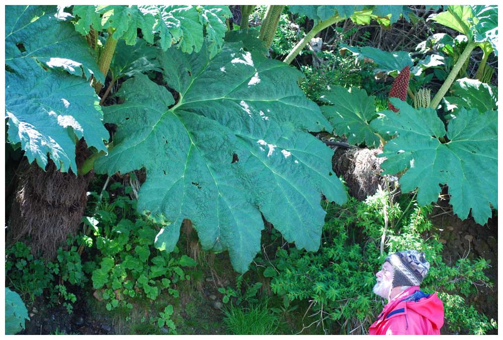 Gunnera tinctoria, Nalca, Pangue