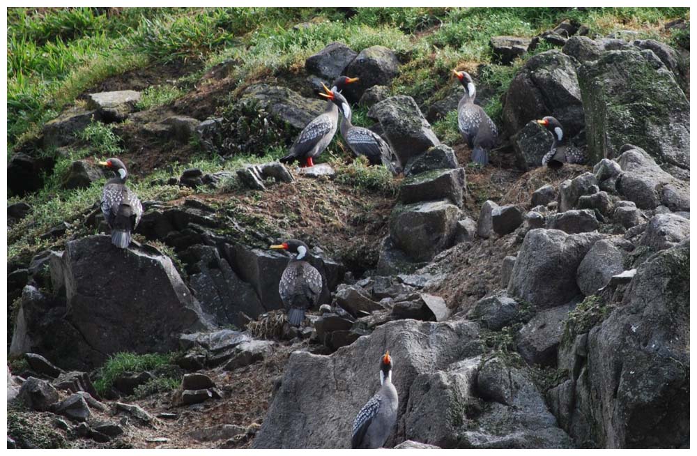 Phalacrocorax gaimardi, Rotfukormoran