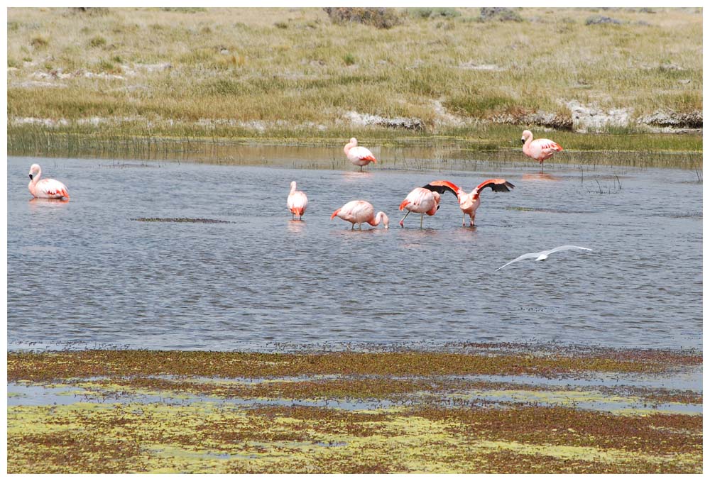 Phoenicopterus chilensis, Flamingos