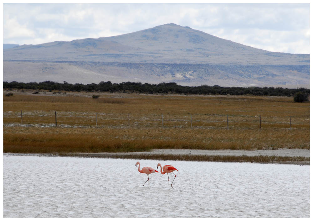 Flamenco Austral, Phoenicopterus chilensis