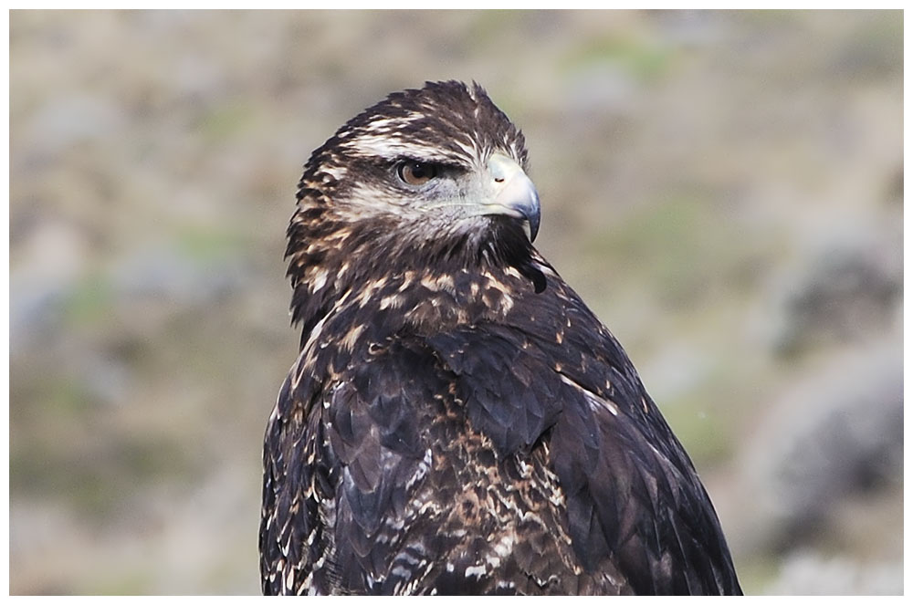 Geranoaetus melanoleucus, Blaubussard