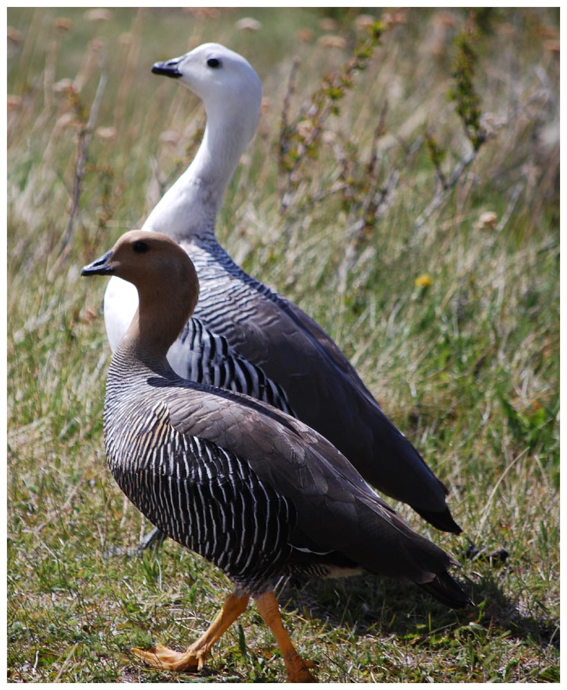 Magellangans, Chloephaga picta