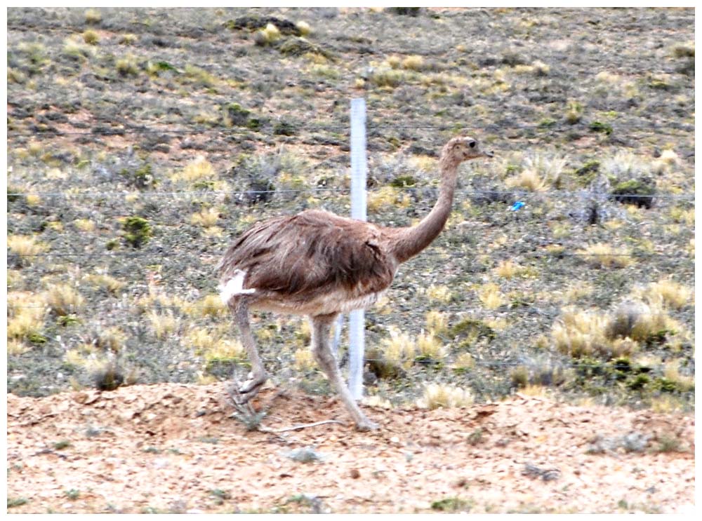 andu, Rhea americana 
