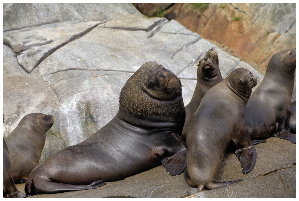 Seelöwen bei Caleta La Arena