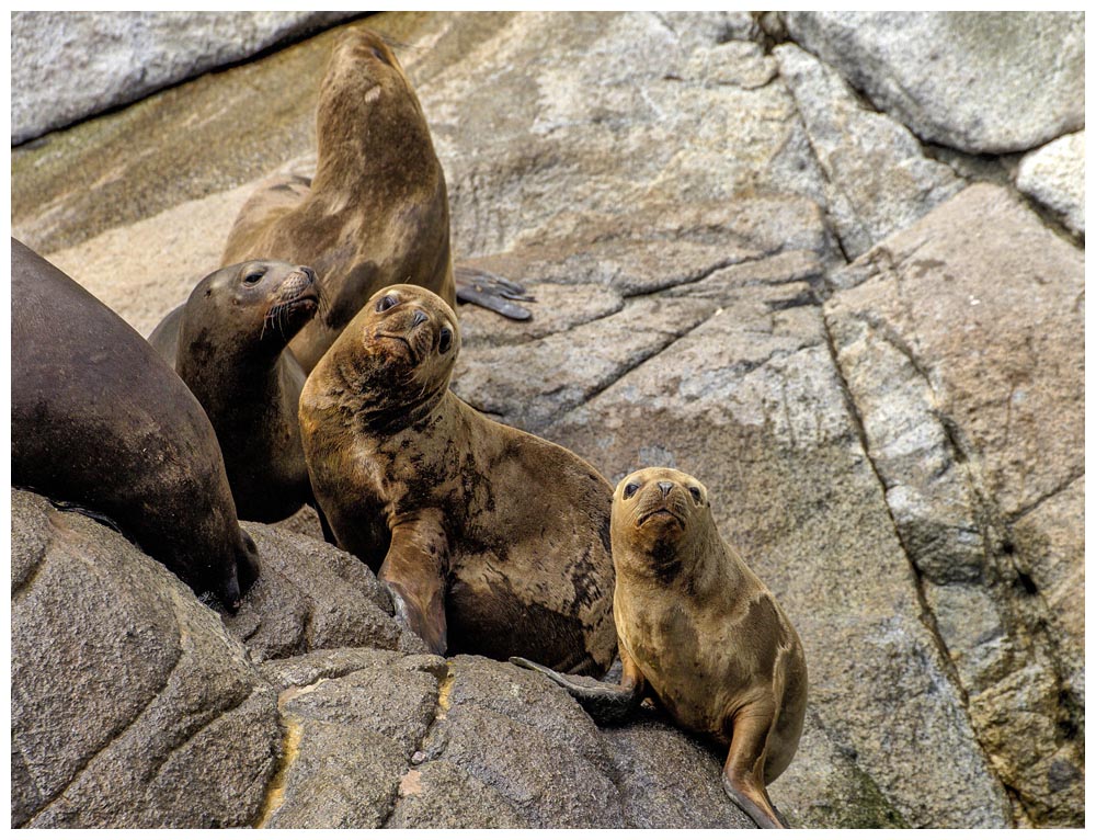 Seelöwen bei Caleta La Arena