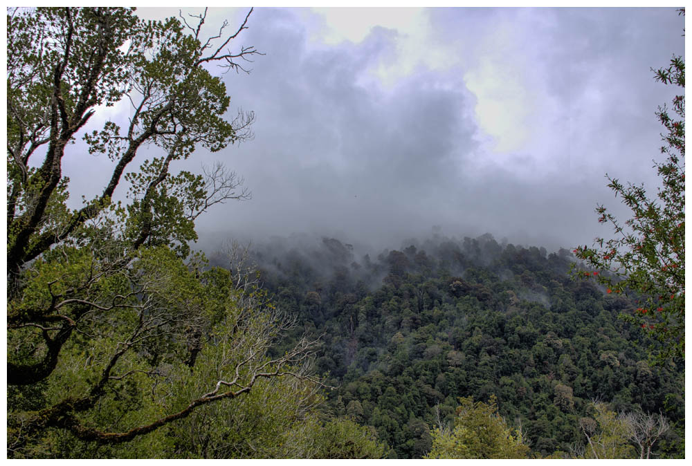 Nebel im Nationalpark Alerce Andino
