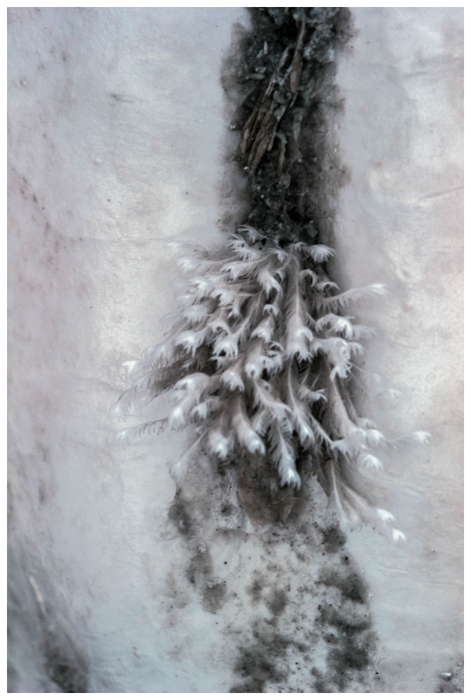 Infrarotfoto aus dem Nationalpark Alerce Andino