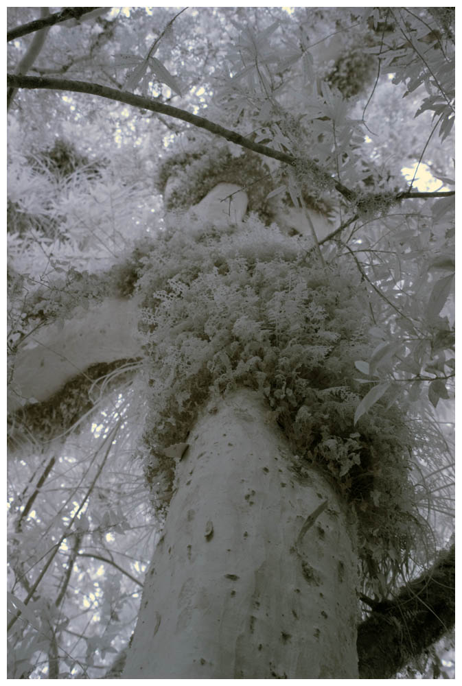 Infrarotfoto aus dem Parque Nacional Alerce Andino