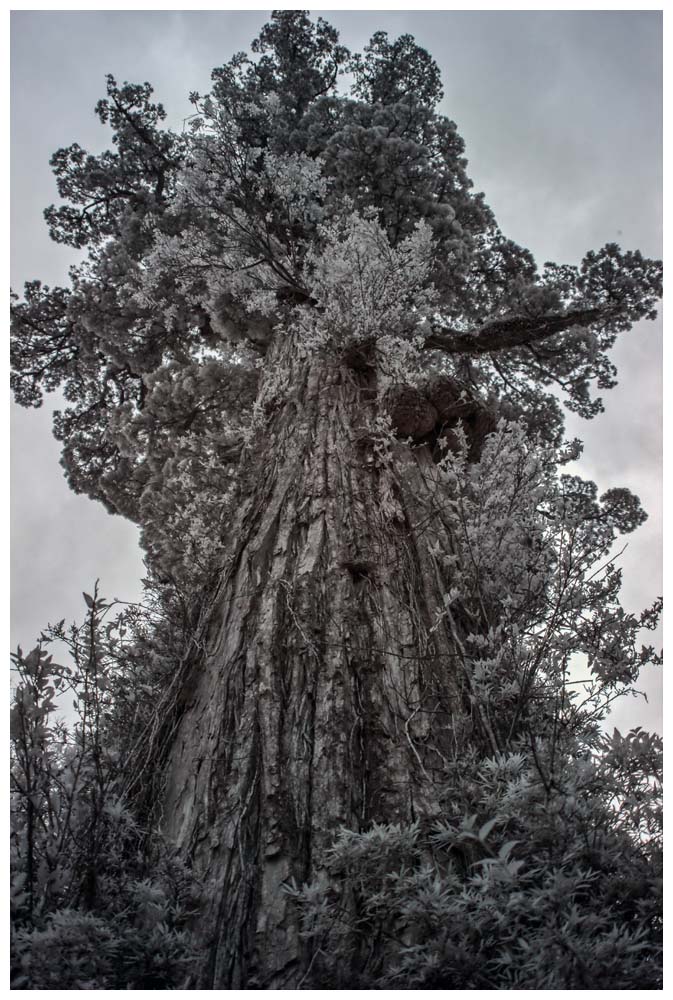 Infrarotfoto: Alerce Andino, Fitzroya cupressoides