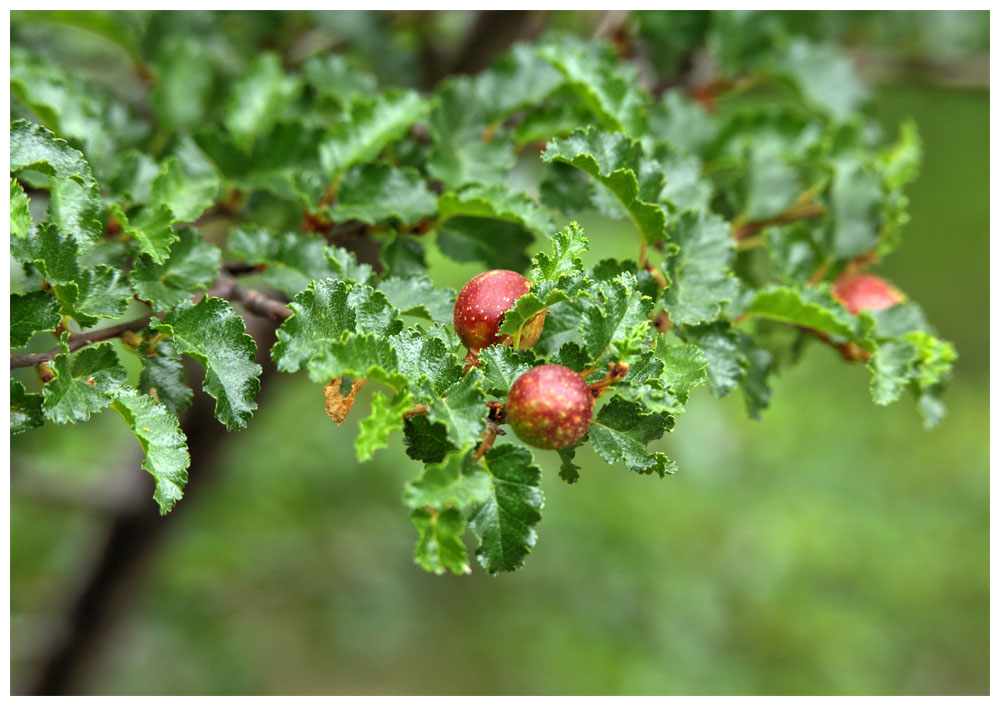 Nothofagus pumilio, Lenga, Südbuche