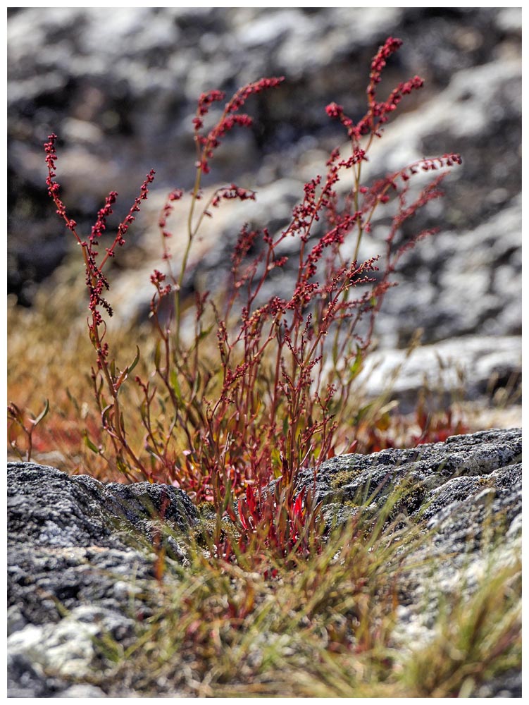 Perito-Moreno-Gletscher, Rumex acetosella