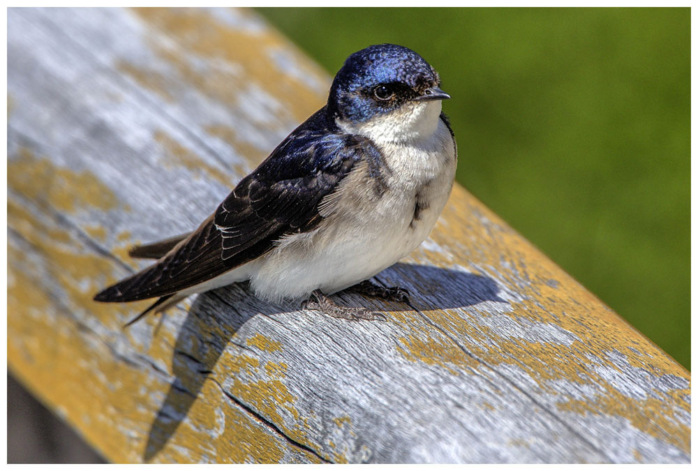 Gorrion, Passer domesticus, Spatz beim Gletscher Perito Moreno