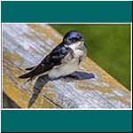 10061020_9168_Perito-Moreno-Gorrion-Passer-domesticus-Spatz.jpg