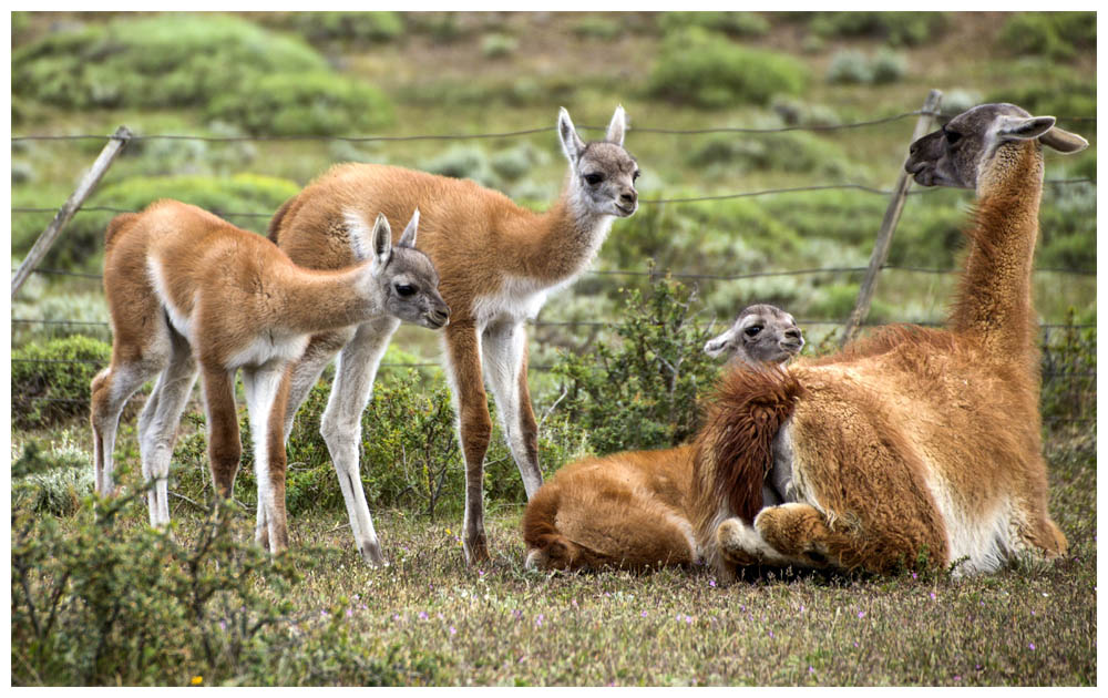 Guanakos im Nationalpark Torres del Paine