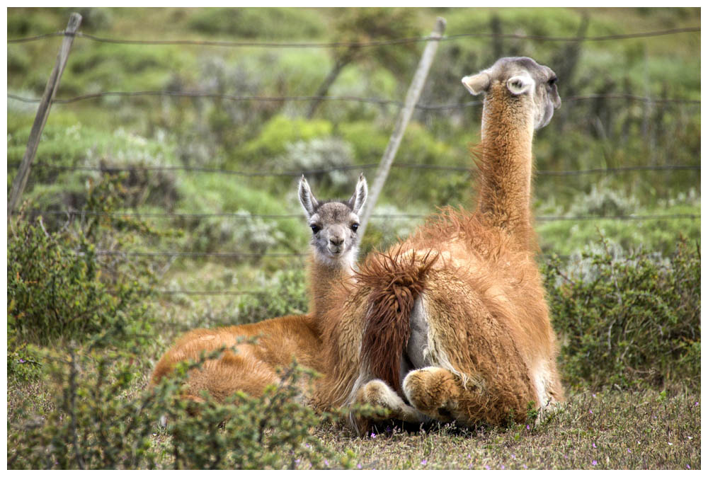 Guanakos im Nationalpark Torres del Paine