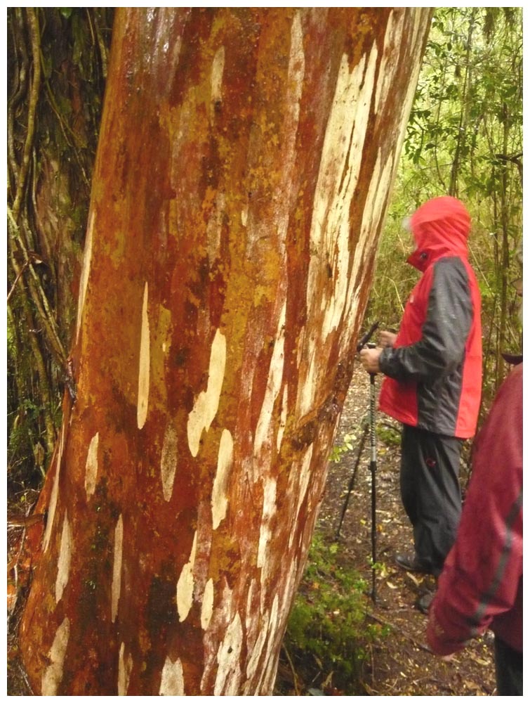 Arrayán, Luma apiculata