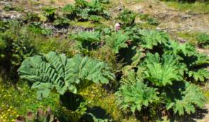 Nalcas, Gunnera tinctoria