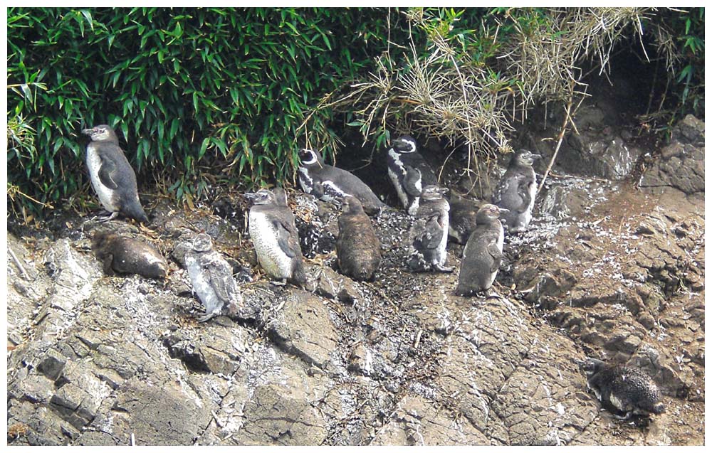 Chiloé, Pinguine auf den Puñihuil-Inseln