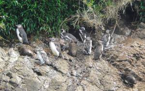 Pinguine auf Chiloé