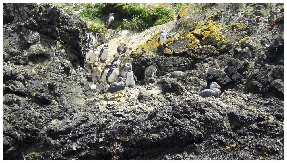 Chiloé, Pinguine auf den Puñihuil-Inseln, Magellanpinguine